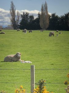 10 Collission Street, Leeston, Selwyn 7632 New Zealand